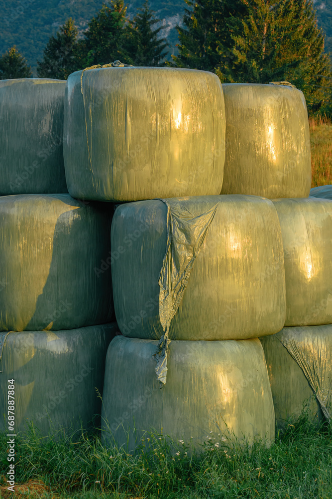 Gathered and wrapped cut grass bales, neatly prepared as animal fodder on a vibrant agricultural farm, vertical image Gathered and wrapped cut grass bales, neatly prepared as animal fodder on a vibrant agricultural farm, vertical image