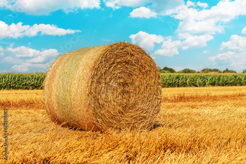 Rolled hay bales in wheat field stubble after cereal plant harvest