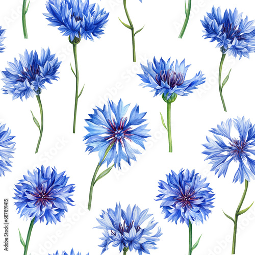  Cornflower, Seamless pattern with wildflowers watercolor. Floral design, elegant botanical background. Blue flowers 