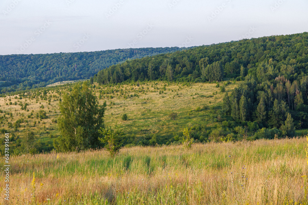 wild late summer field landscape with tall dry grass and small trees with forest hills in the background