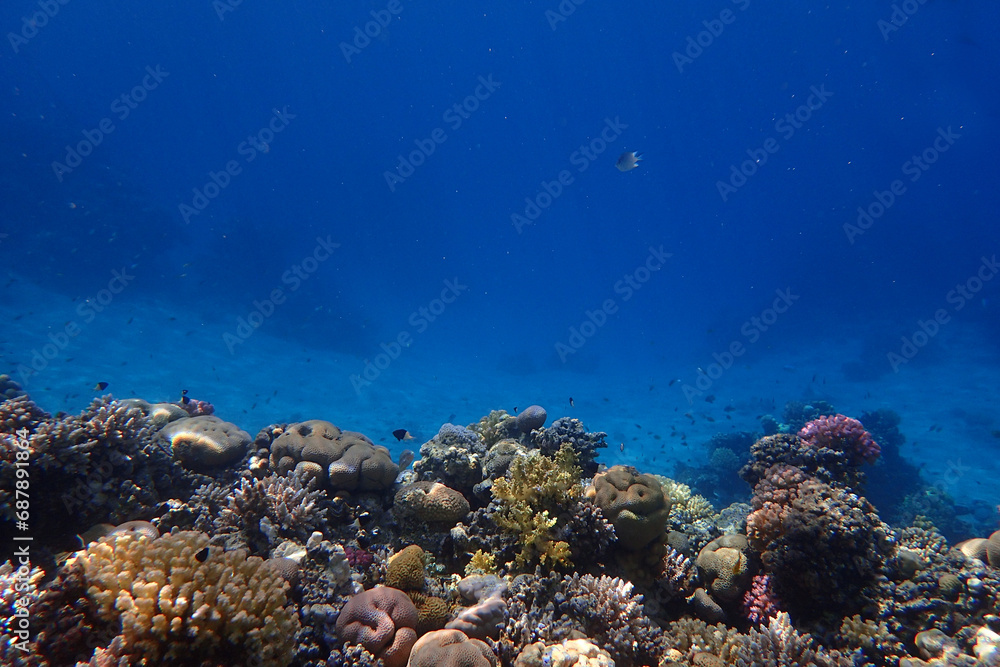 Fototapeta premium coral reef in the Red Sea