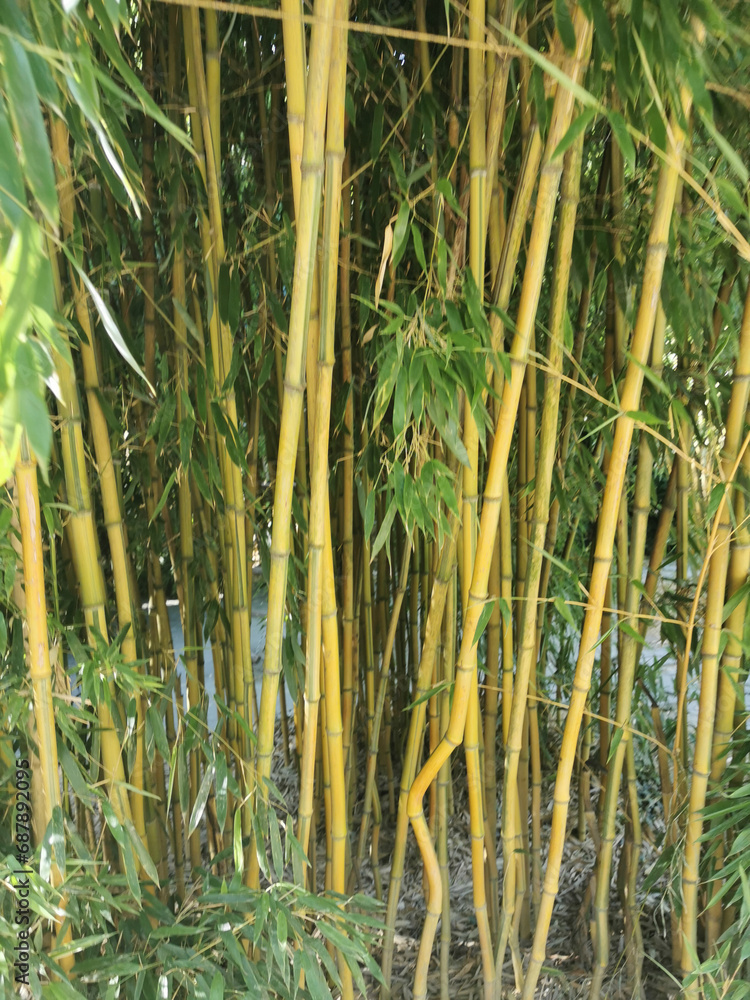 bamboo plant texture bamboo plant texture