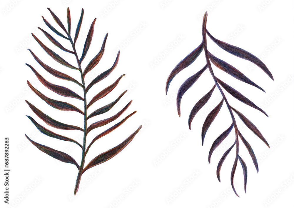 Colored palm fronds drawn in pencil. Tropical palm leaves isolated on a white background. Sketch of palm leaves