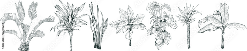 Collection of hand drawn tropical palm trees and plants sketch illustration isolated on white background. - obrazy, fototapety, plakaty 