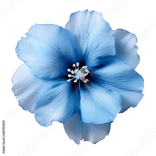 Blue flower isolated on transparent background photo