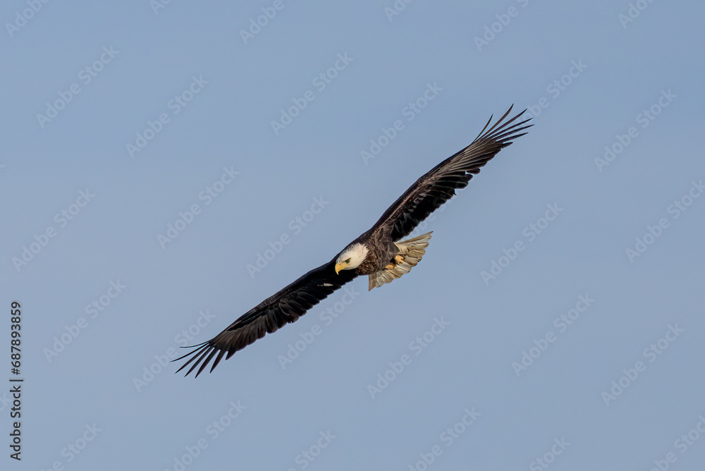 Obraz premium eagle in flight