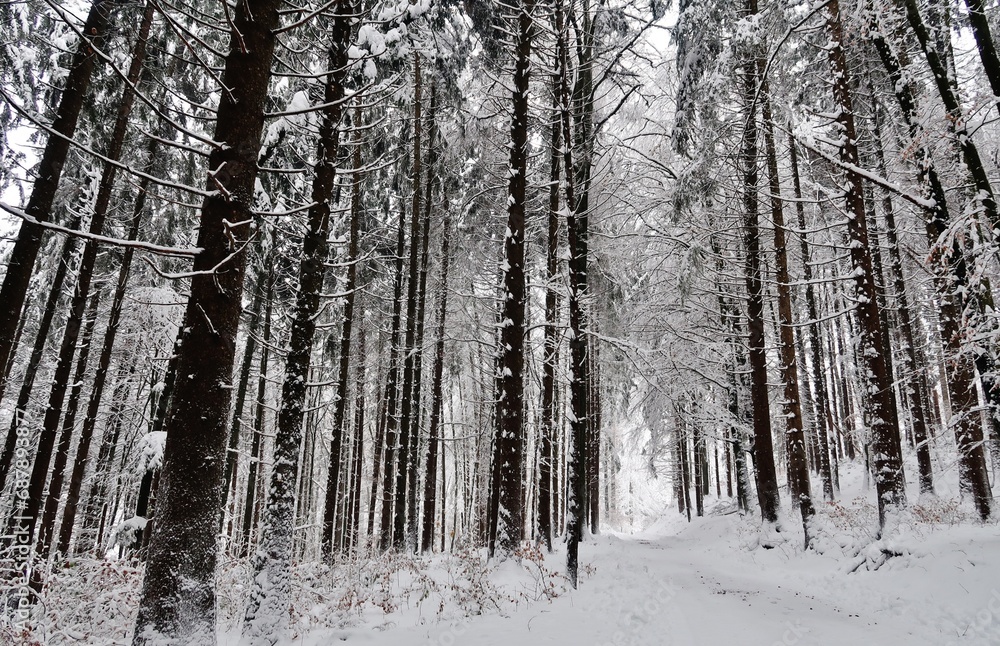 Winterwald im Schnee