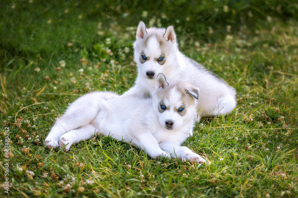 Two small husky puppies with blue eyes, portrait