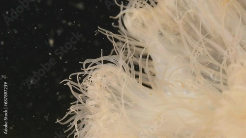 Sea anemone Metridium senile, order Actiniaria. Predator, catches food with tentacles. Tentacles close-up. White Sea photo