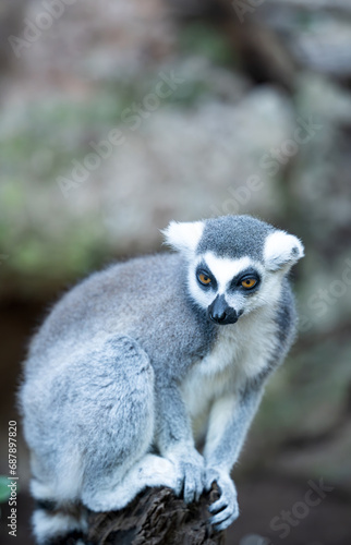 Ring-tailed lemur © ksena32