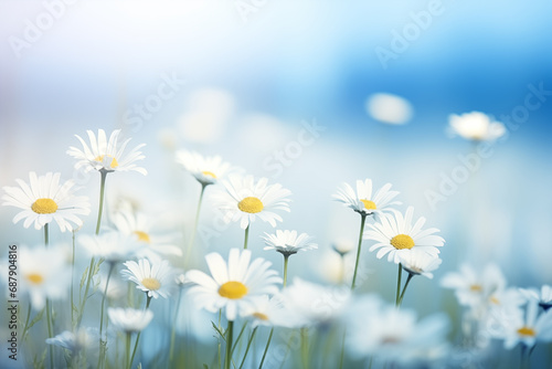 daisies blooming in the field close-up