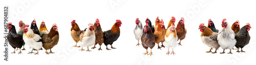 Group of various chickens, isolated on a transparent background, PNG file