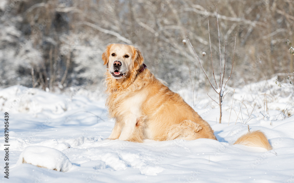 Golden Retriever Dog Plays In Snow, Enjoying Winter Fun In A Winter Forest