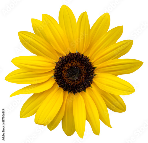 A yellow flower, like a sunflower. Isolate a large flower with clipping path. Taipei Chrysanthemum Exhibition. © twabian