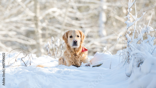 Golden Retriever Dog Plays In Snow, Enjoying Winter Fun In A Winter Forest