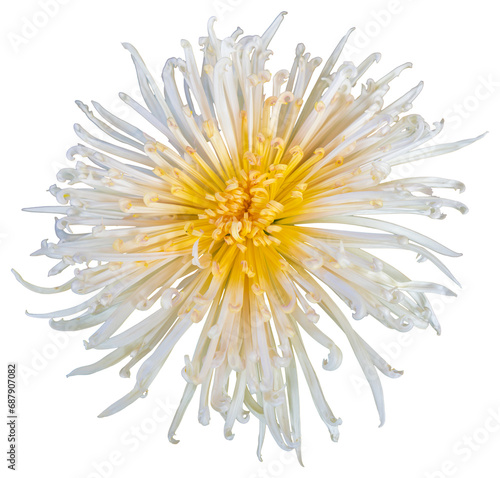 Top view of a white and yellow flower with petals like radiant rays. Isolate a large flower with clipping path. Taipei Chrysanthemum Exhibition.