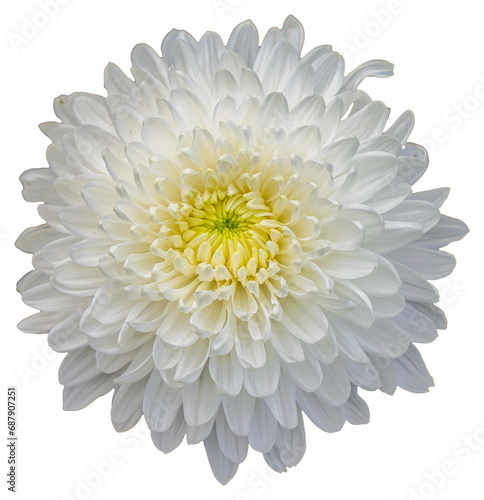 Wallpaper Mural Top view of a white and yellow flower isolated on white background. Isolate a large flower with clipping path. Taipei Chrysanthemum Exhibition. Torontodigital.ca