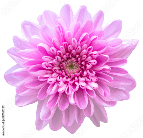 Top view of isolated red, white and pink flowers on white background. Isolate a large flower with clipping path. Taipei Chrysanthemum Exhibition.