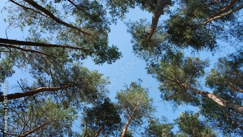 Pine Forest. Tall pines trees grow in the forest, look up through the trees at the blue sky, outdoors. Windy weather. Fir-trees swaing on the wind. Nature background. Beautiful forest photo