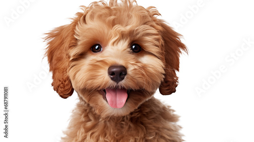  image of an adorable dog or cat on a white background.