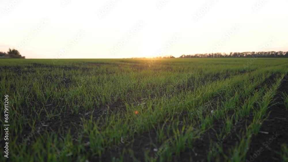 Agriculture. earth grass glare of the sun. nature landscape. plants on the field. green grass. lifestyle glare of the sun. forms content