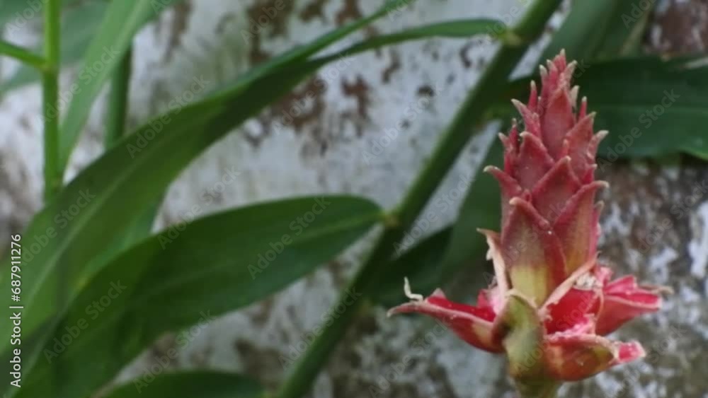 Pan shot of galangal flower. HD videos. Galangal plant for spices and medicine. Pan shot of galangal flower. HD videos. Galangal plant for spices and medicine.