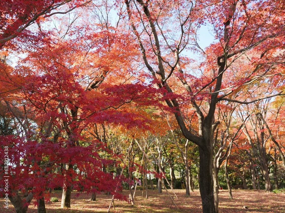 北の丸公園の紅葉 北の丸公園の紅葉