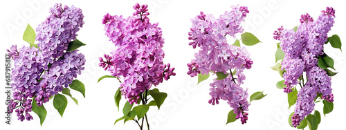 Pink lilac, spring flowers, isolated or white background
