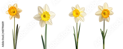 Yellow and white daffodil, spring flowers, isolated or white background photo