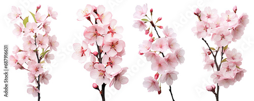 Cherry blossoms, spring flowers, isolated or white background