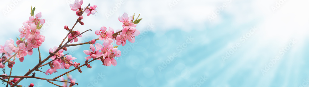 Beautiful spring background. Pink flowers on a branch of a blooming peach and sunlight. Blurred background. Copy space. Web banner. Panorama. Beautiful spring background. Pink flowers on a branch of a blooming peach and sunlight. Blurred background. Copy space. Web banner. Panorama.