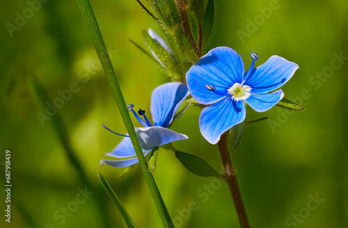 Close-up of blue flowers of Veronica filiformis among the grass. During the day from a low angle. photo