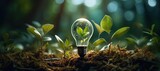 Electric lightbulb contains green plant with sunlight, energy-saving and environmental concepts on Earth Day