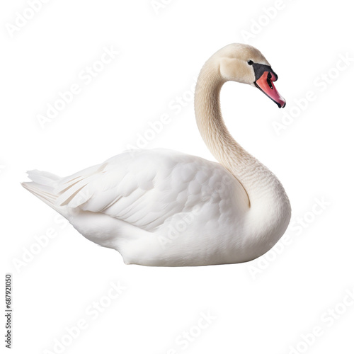 White swan swimming on water isolated on transparent background.