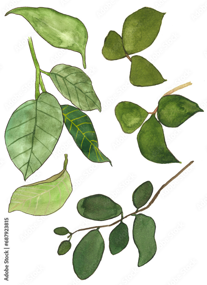 Fototapeta premium Hand drawn watercolor leaves set