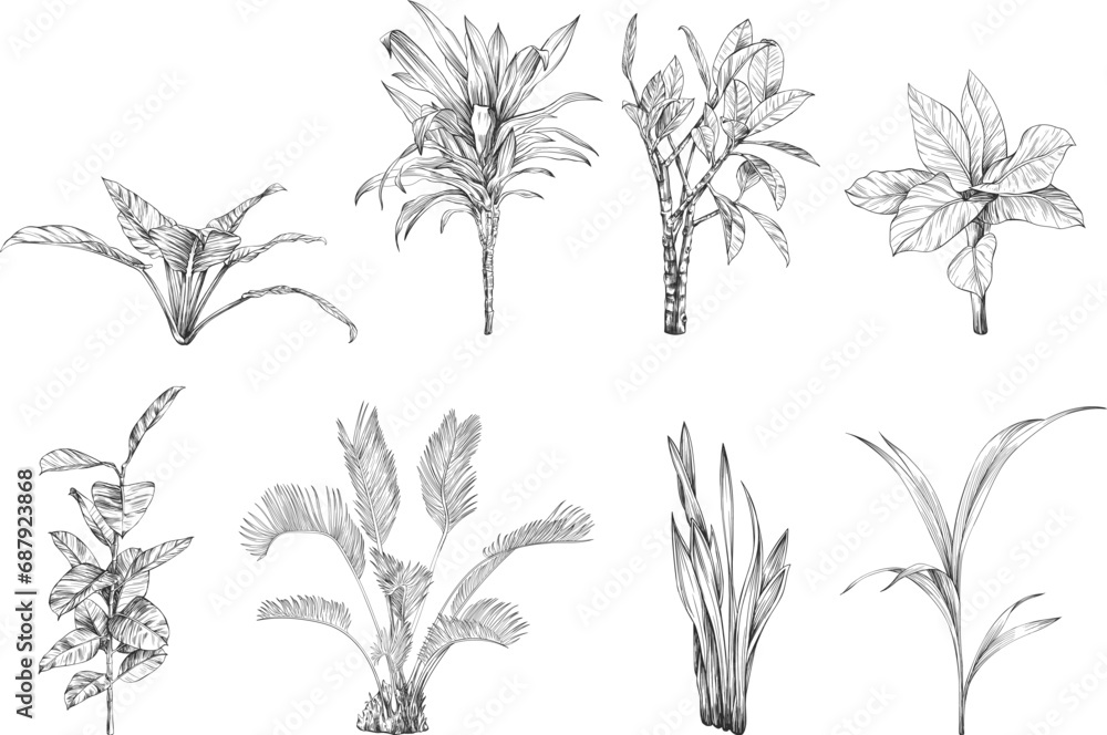 Collection of hand drawn tropical palm trees and plants sketch illustration isolated on white background. Collection of hand drawn tropical palm trees and plants sketch illustration isolated on white background.