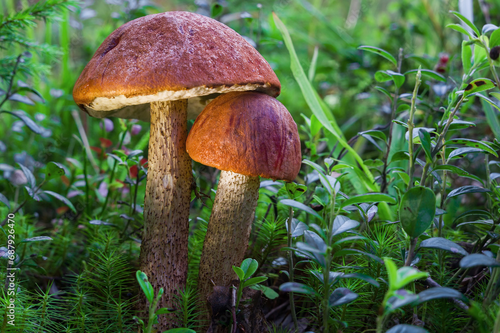 Edible mushrooms with red caps. Edible mushrooms with red caps.