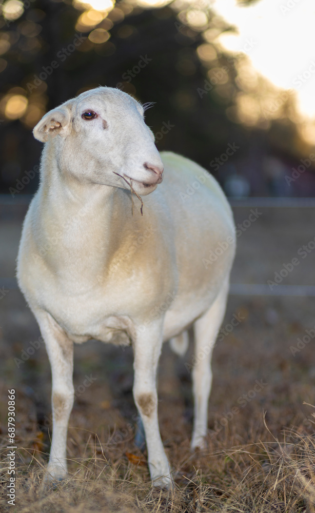 Surise with a white Katahdin sheep ewe on a grassy field in North Carolina. Surise with a white Katahdin sheep ewe on a grassy field in North Carolina.