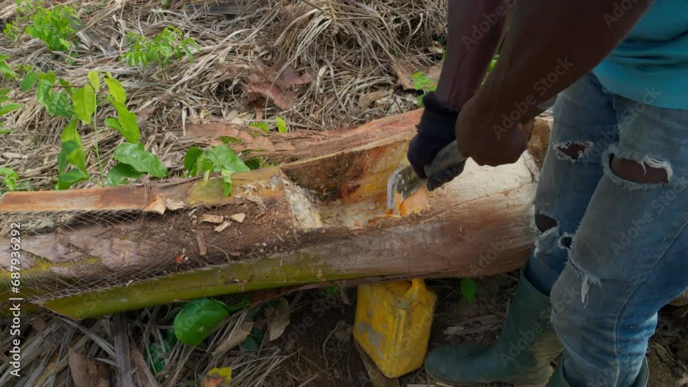 slow motion of preparation of distilled palm wine called akpeteshi or burukutu traditional in Ghana Africa slow motion of preparation of distilled palm wine called akpeteshi or burukutu traditional in Ghana Africa