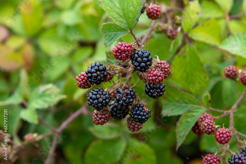 Close up of a bunch of red and black fruit of a wild bramble shrub with background out of focus with green leaves