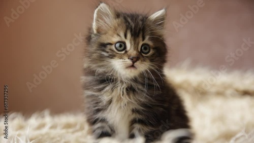 A small cute fluffy striped pet kitten is sitting on a fur blanket photo