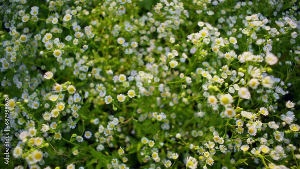 A large number of field daisies grow in the sun's rays. Background video with white flowers and green leaves. High quality 4k footage A large number of field daisies grow in the sun's rays. Background video with white flowers and green leaves. High quality 4k footage