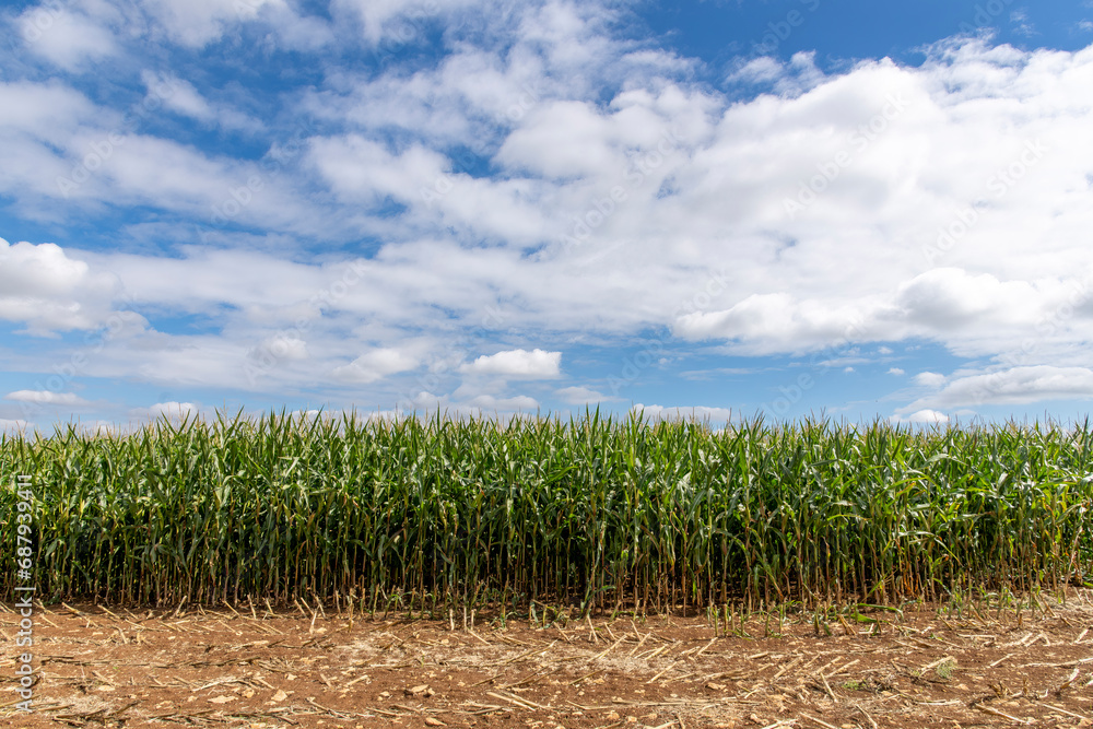Low angle view of a field of grown corn or maize with soil in front the remains of harvested corn against a white clouded blue sky Low angle view of a field of grown corn or maize with soil in front the remains of harvested corn against a white clouded blue sky