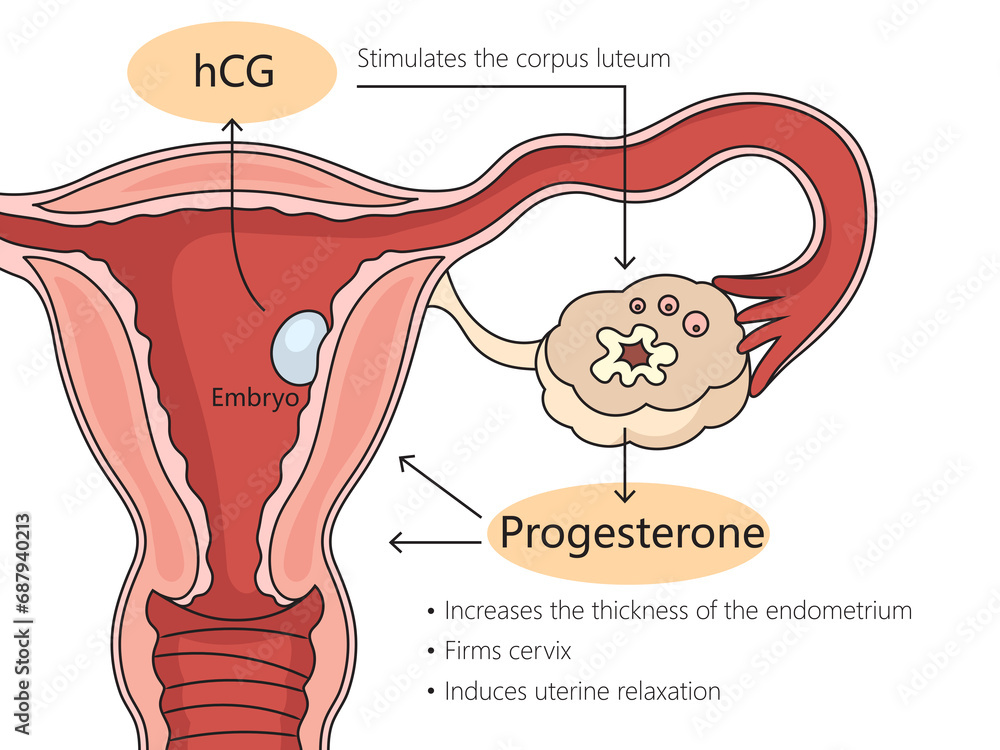 Chorionic Ring Human chorionic gonadotropin work diagram hand drawn schematic raster ...