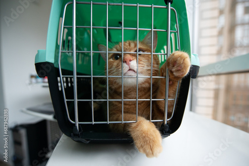 Young red cat is in a cat carrier, indoor shot. Stressed cat is trying to get out of the cage. Moving with pets photo