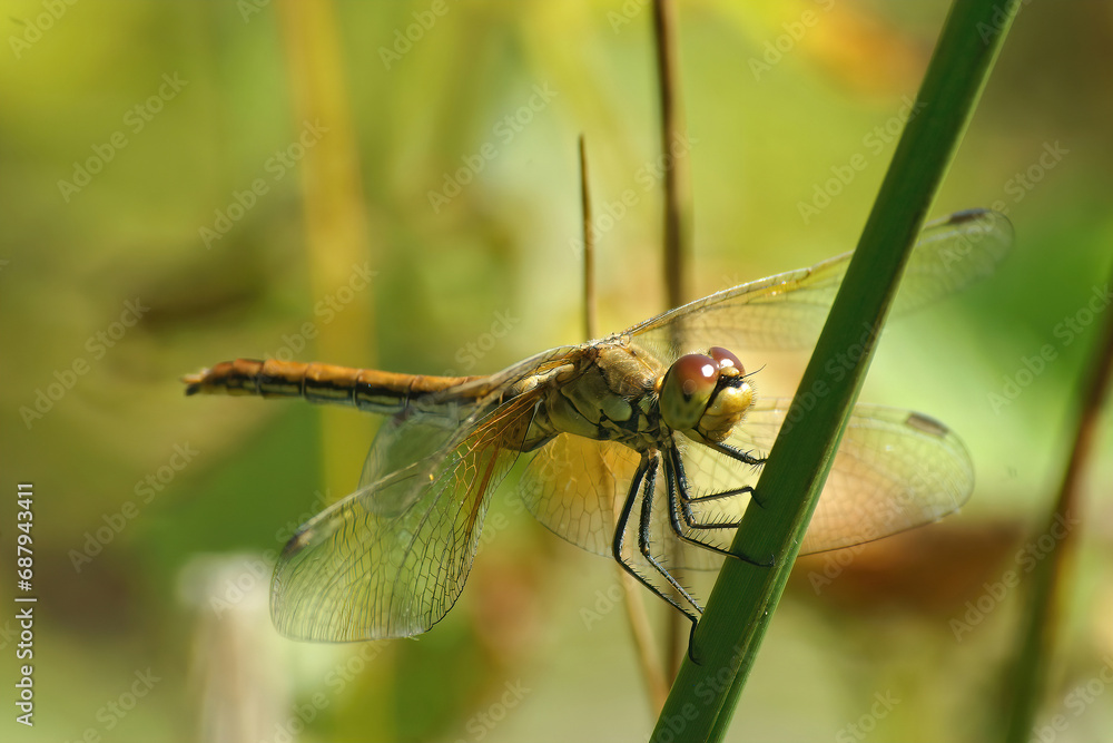 Closeup on a female yellow-winged darter, Sympetrum flaveolum perched on a straw of grass Closeup on a female yellow-winged darter, Sympetrum flaveolum perched on a straw of grass