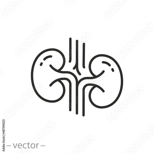 kidneys icon, urinary system concept, kidney thin line symbol - vector illustration