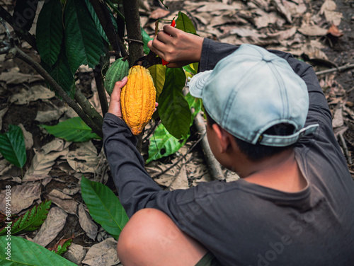 Cocoa farmer use pruning shears to cut the cocoa pods or fruit ripe yellow cacao from the cacao tree. Harvest the agricultural cocoa business produces. © NARONG