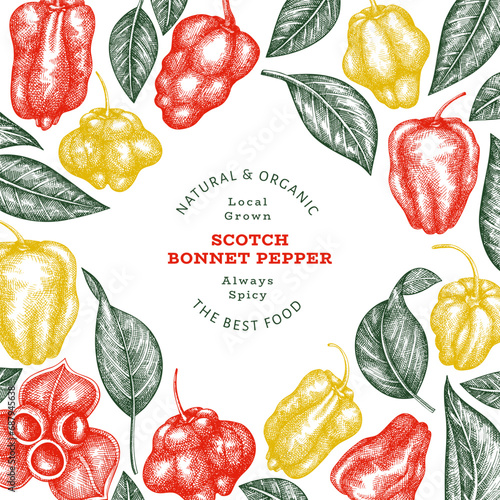 Hand drawn sketch style scotch bonnet pepper banner. Organic fresh vegetable vector illustration. Retro cayenne pepper design template