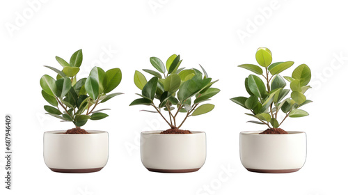 Set of Plant Pots Isolated on Transparent or White Background, PNG